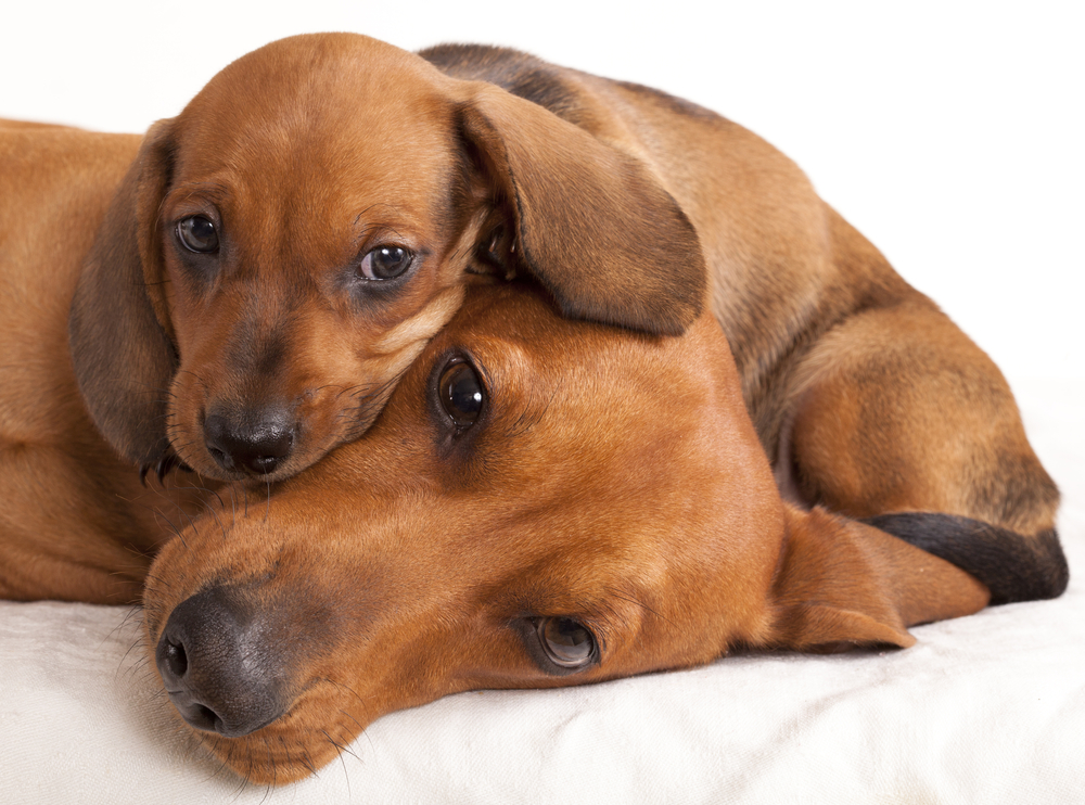 dachshund dog and puppy