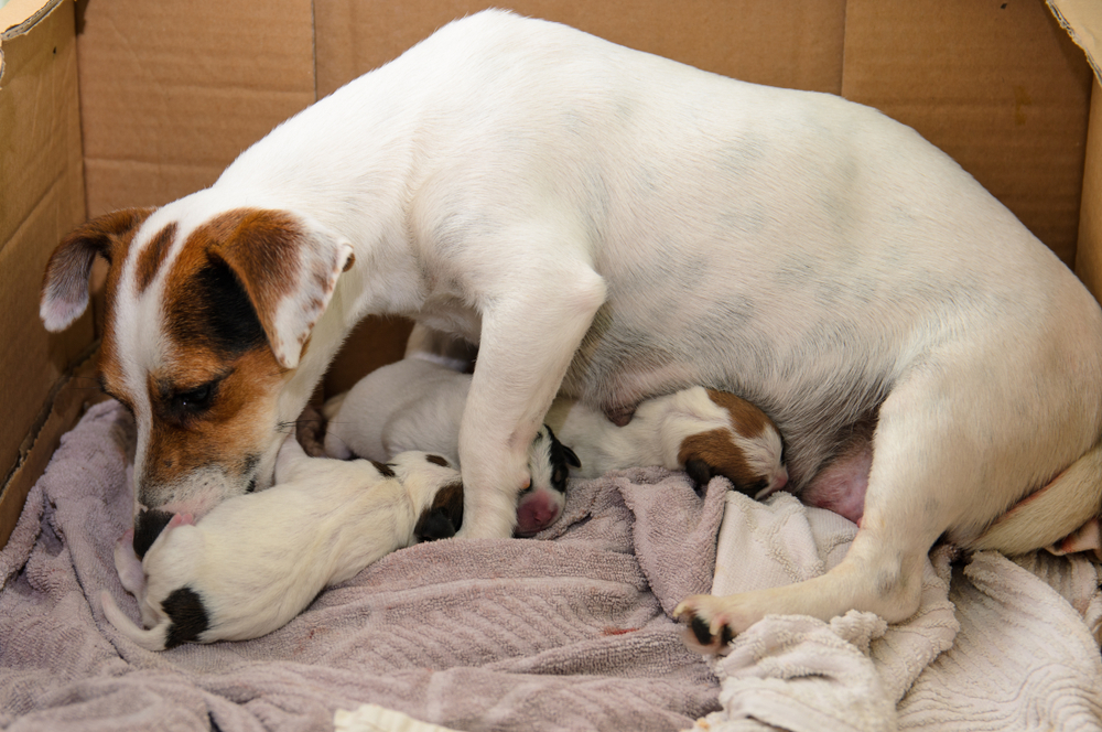 Jack Russell terrier right after birth