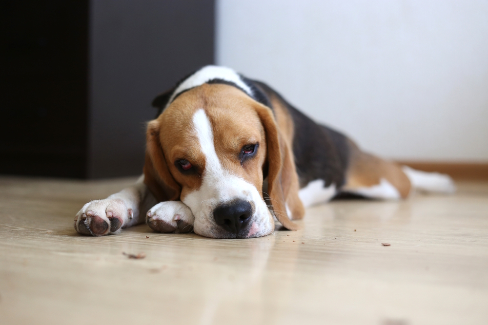 sick-beagle-dog-lying-on-the-floor