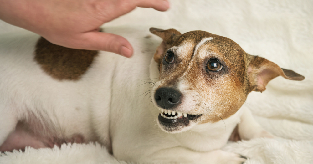 small white dog with brown spot lies on white towel and growls at lady hand