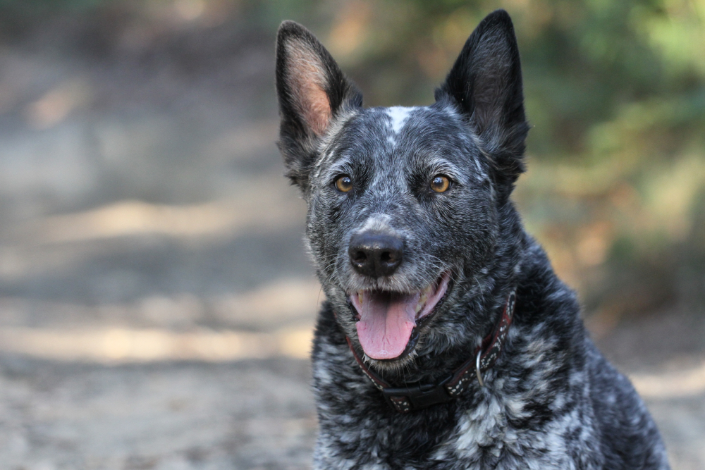 stumpy tail cattle dog face potrait looking happy