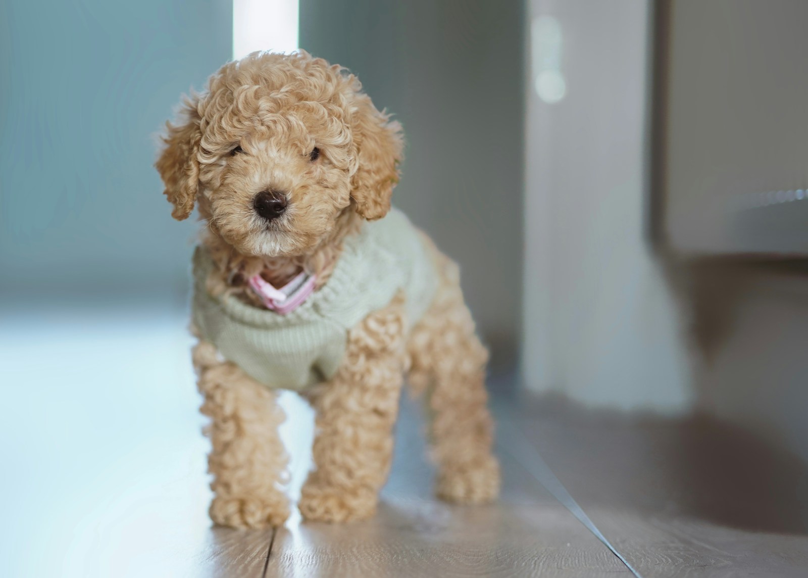 Miniature Poodle