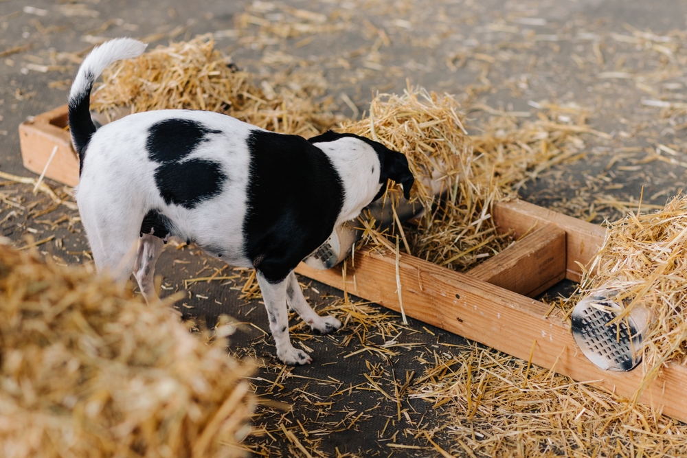 terrier dog competing in barn hunt sport scent hunting