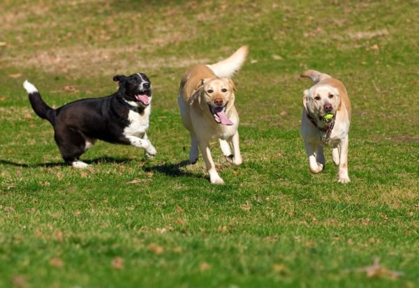 three happy dogs playing outdoors