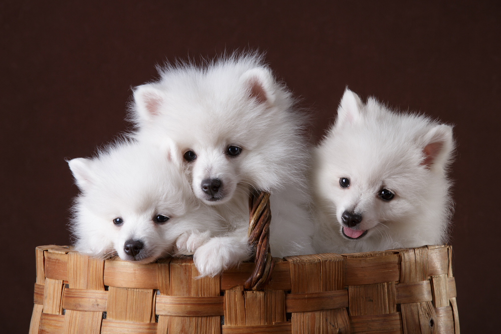 three volpino italiano puppies