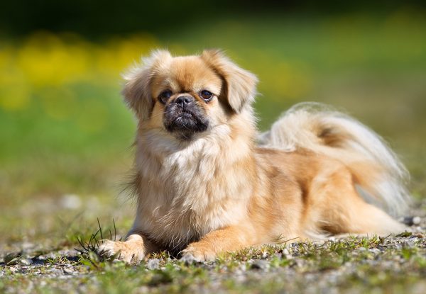 Tibetan Spaniel dog lying on the ground