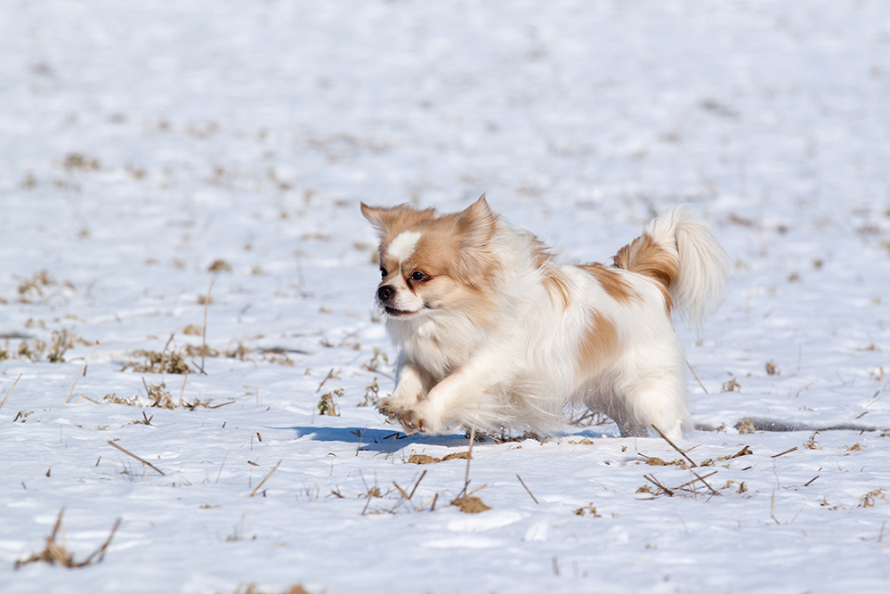 Tibetan Spaniel dog running in the snow
