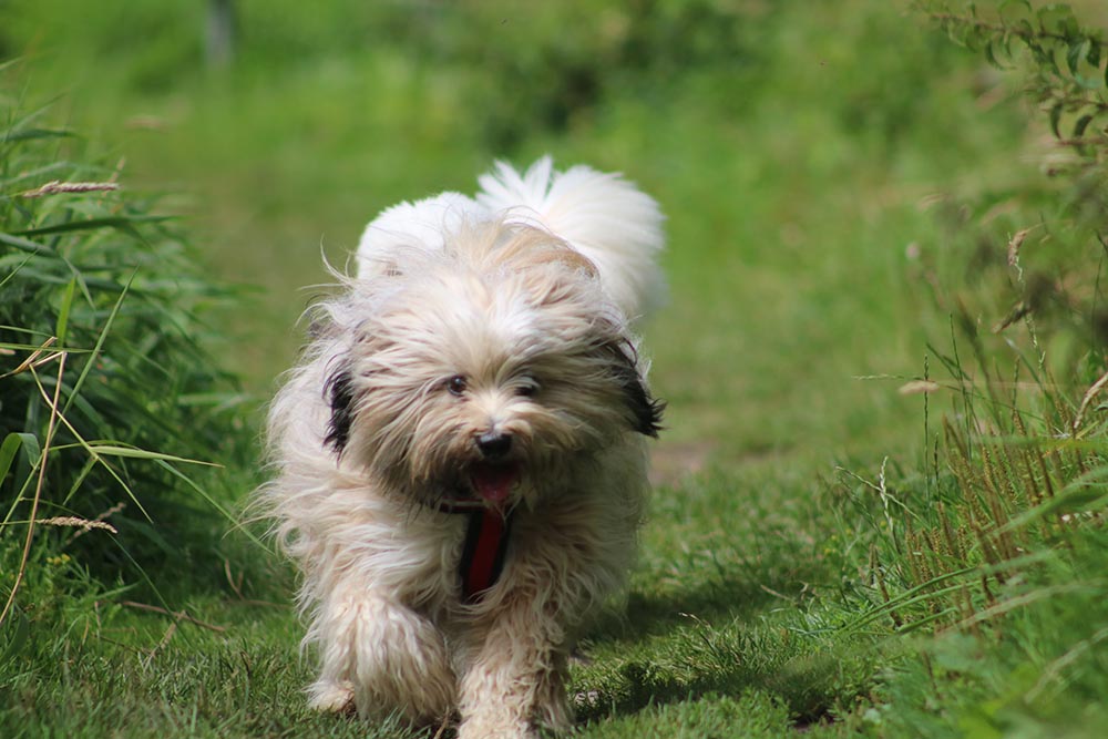 tibetan terrier running