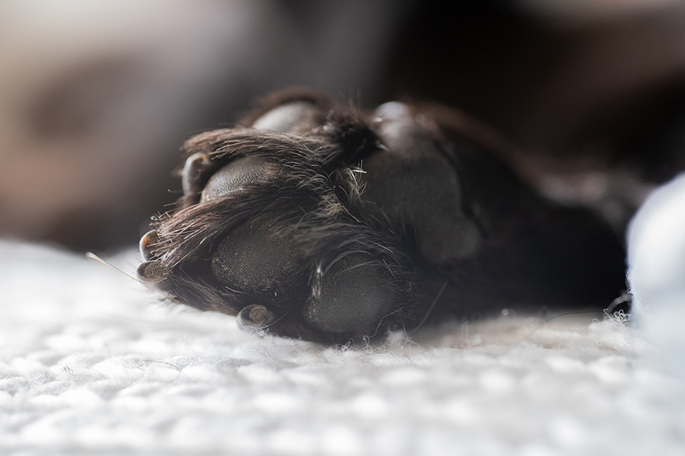 toe beans of a black dog