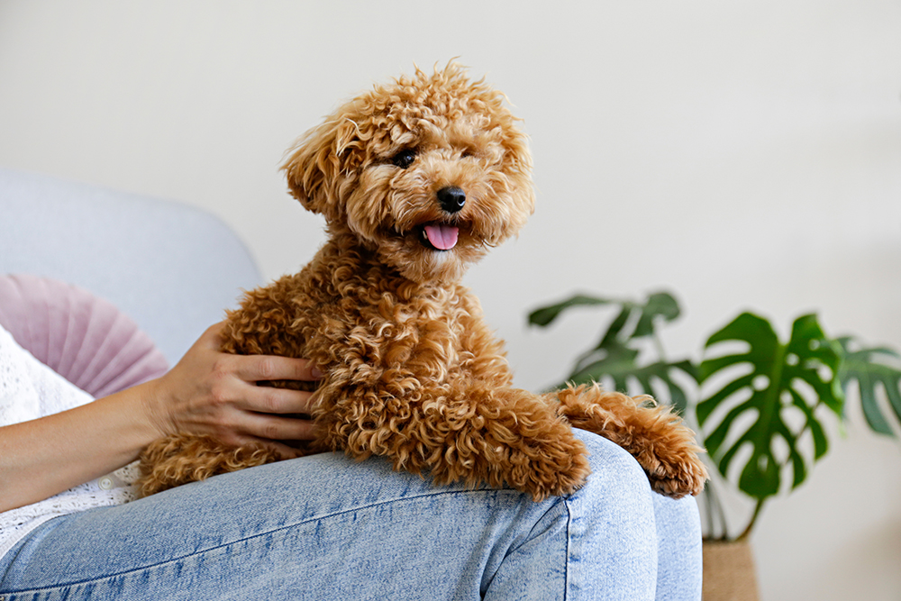 toy poodle on person's lap