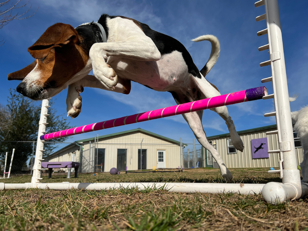 treeing-walker-coonhound-dog-jumping-agility-training