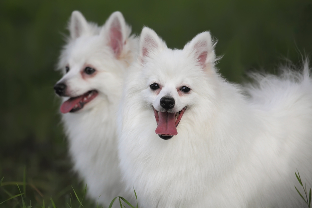 two Volpino italiano dogs on a green background