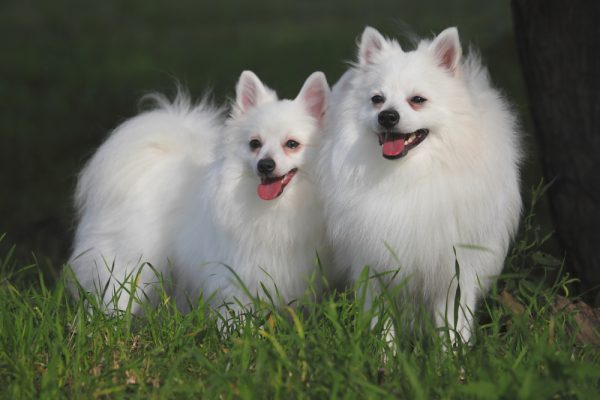 two Volpino italiano dogs on a green background