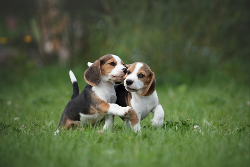 two beagle puppies playing outside 
