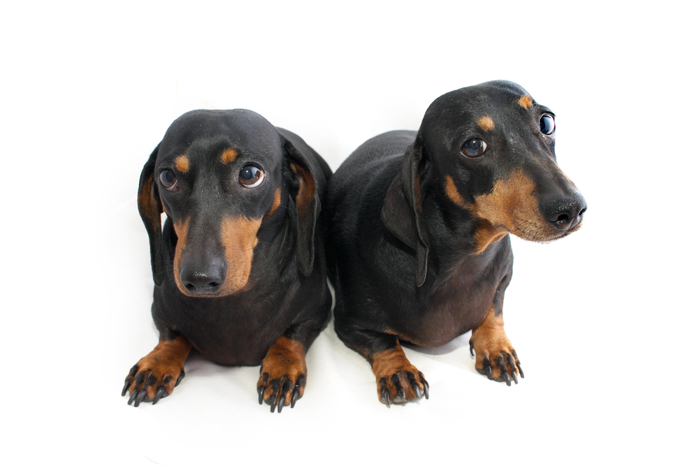 two dachshund dogs