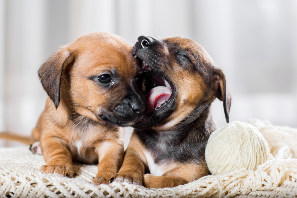 two dachshund puppies