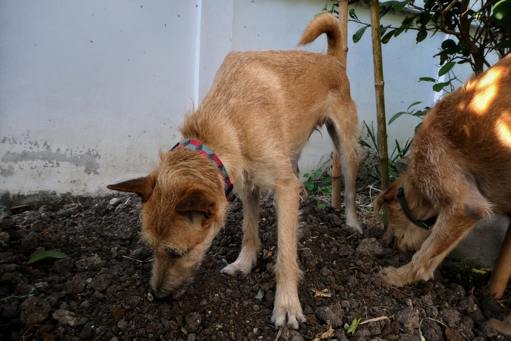 two dogs eating dirt outside