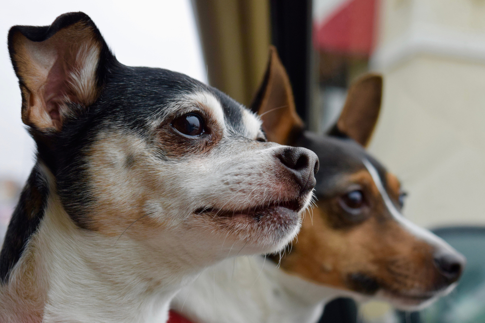 two dogs looking out the window