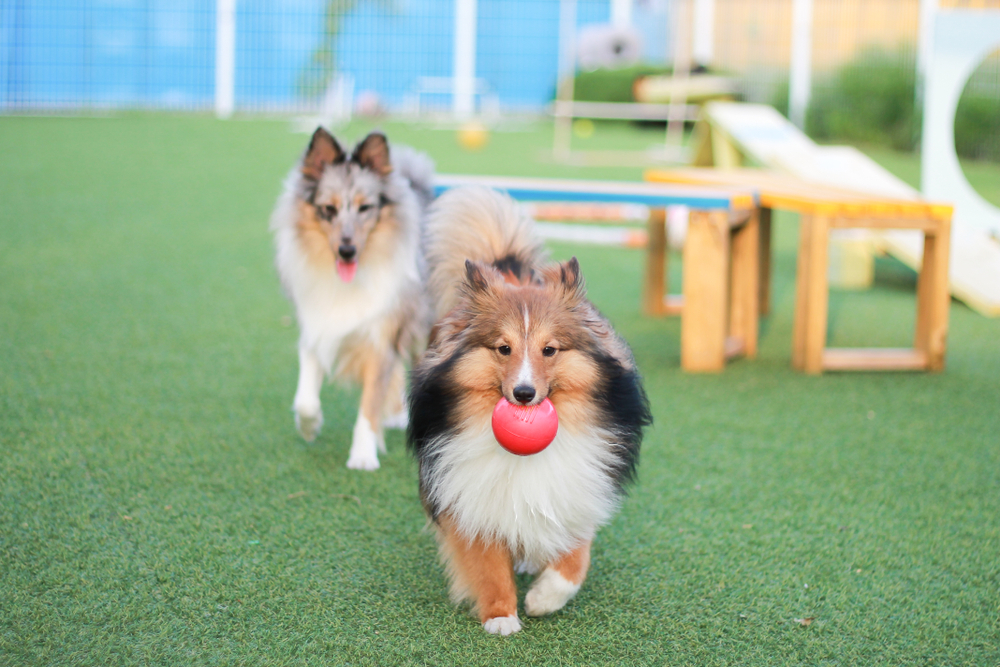 two dogs playing at a private playground