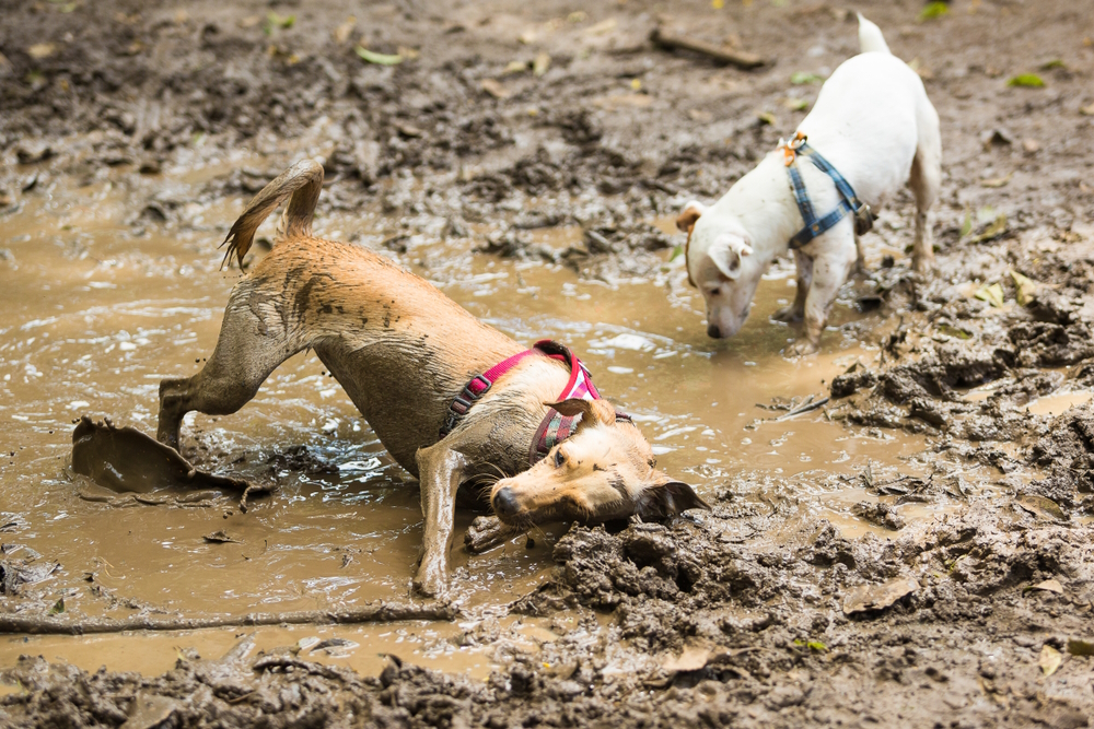two-dogs-playing-in-mud