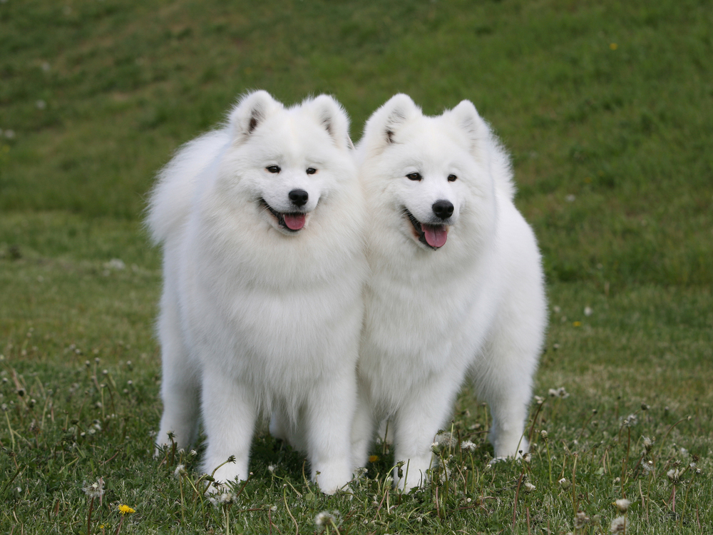 two samoyed dogs outdoor