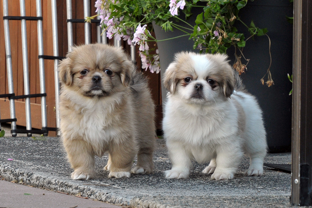 two Tibetan Spaniel Puppies
