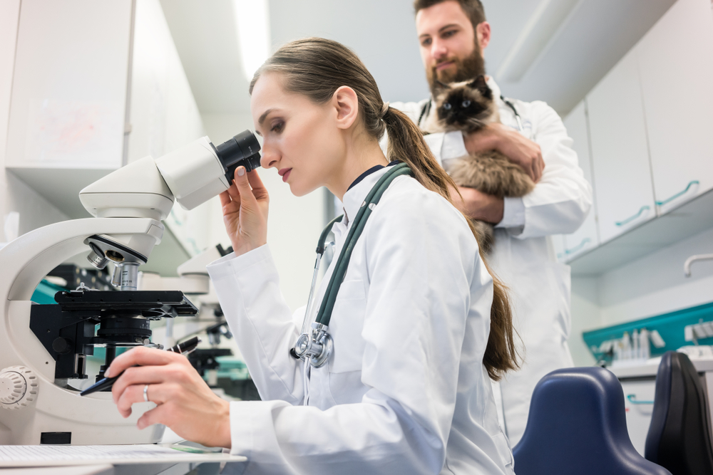 vet analyzing data in a microscope