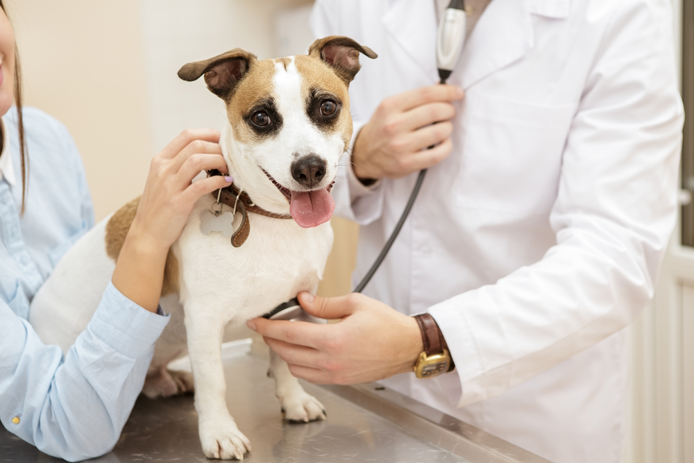 vet-checking-dog-heart-beat