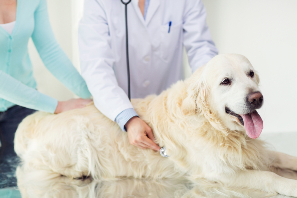 vet checking up a golden retriever dog lungs using stethoscope