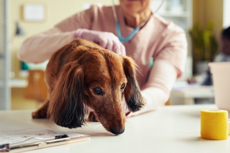 My Dog Ate a Rabbit: What Should I Do? Vet Approved Facts & FAQ – Dogster