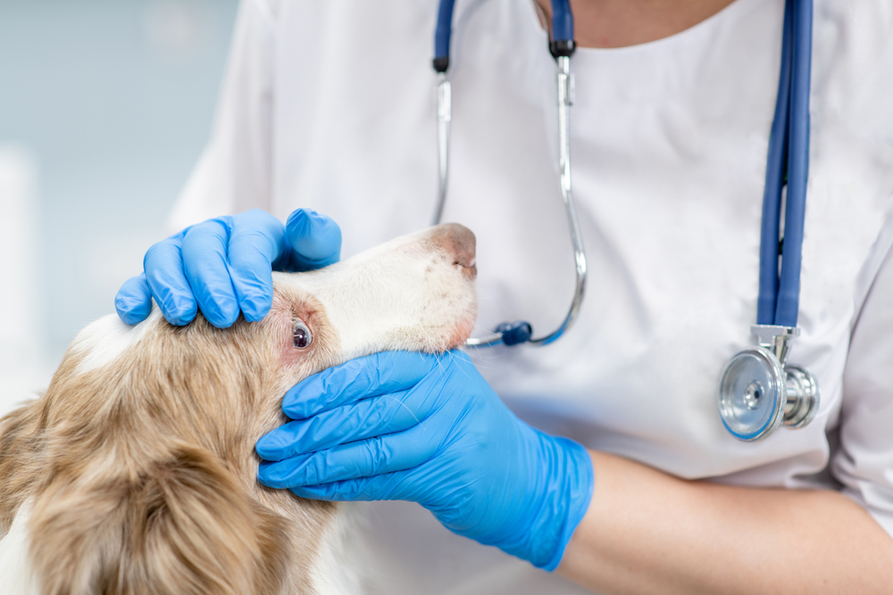 vet examining dog's eye at the clinic