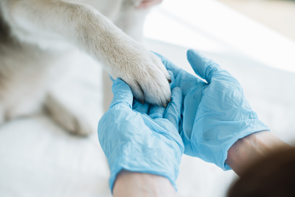 vet examining dog's paw