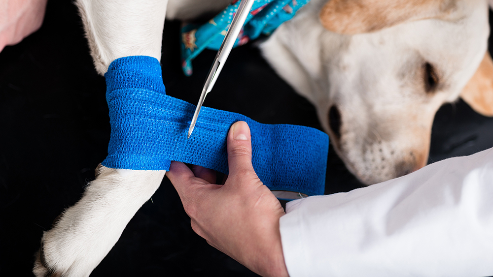 vet putting bandage to injured dog
