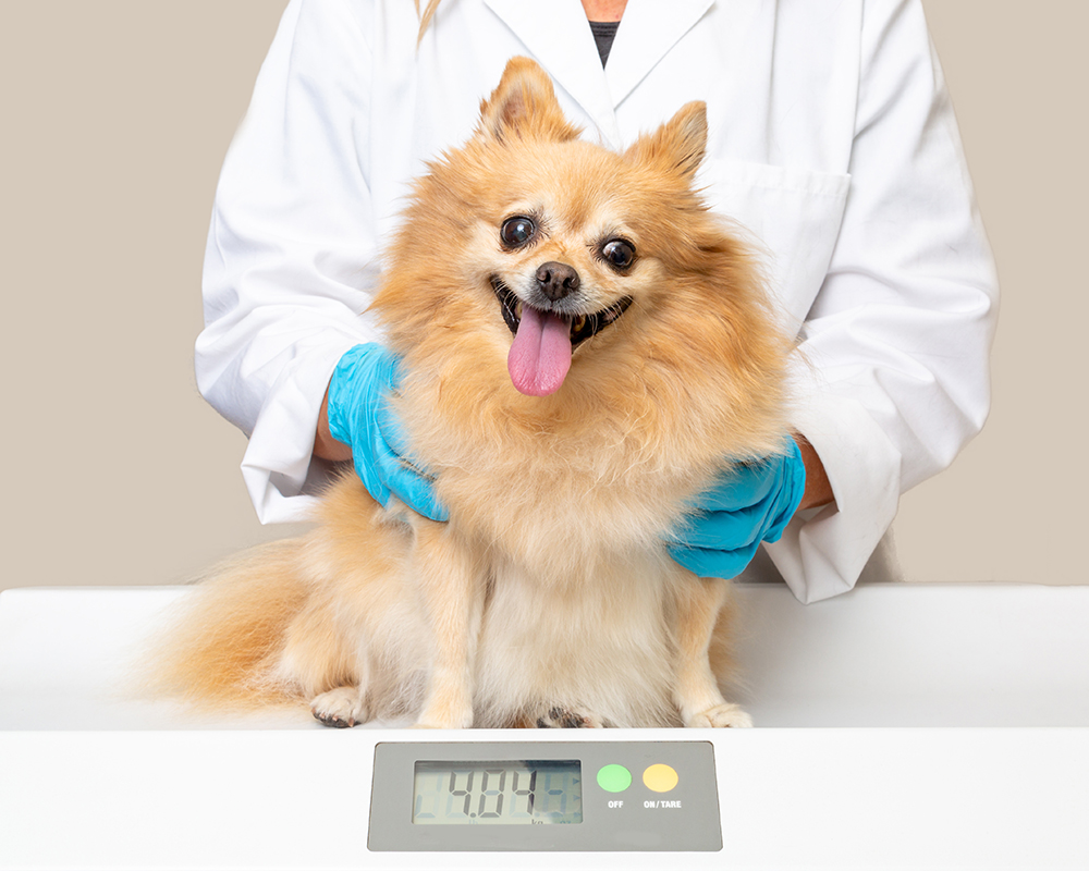 vet weighing dog at the clinic