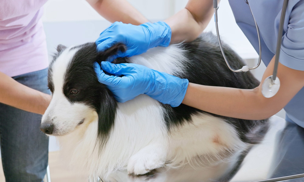veterinarian checking the ear of the dog with hematoma