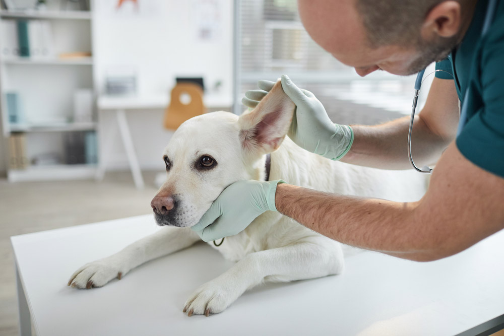 veterinarian checking the ear of the dog