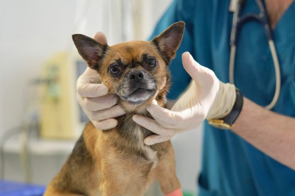veterinarian checking the lymph nodes of a dog