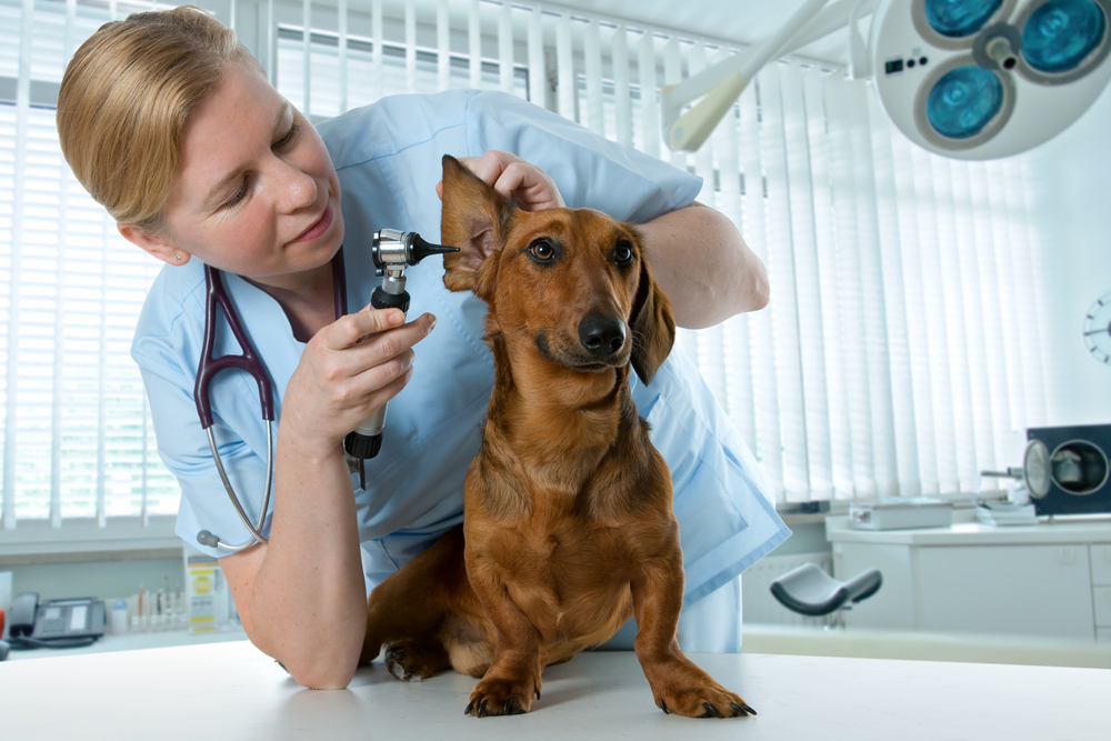 veterinarian doctor making check-up of a dachshund dog
