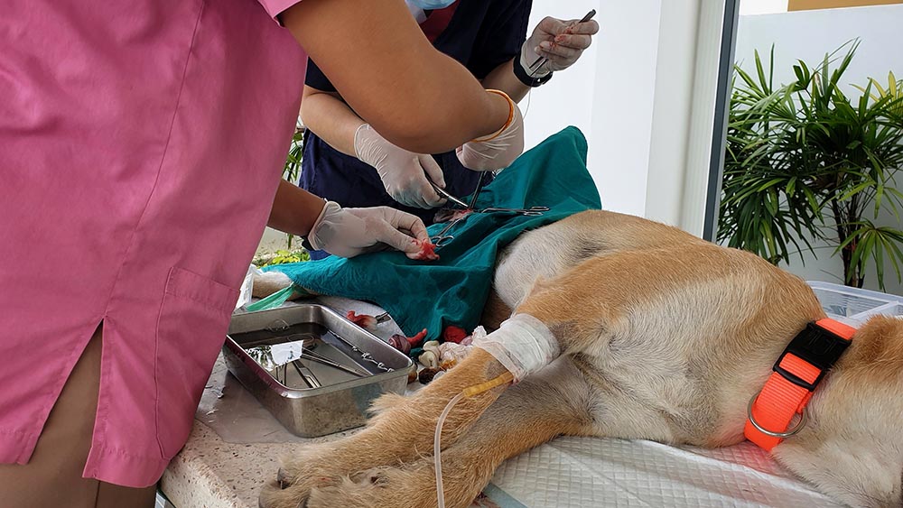 veterinarian spaying or neutering a dog