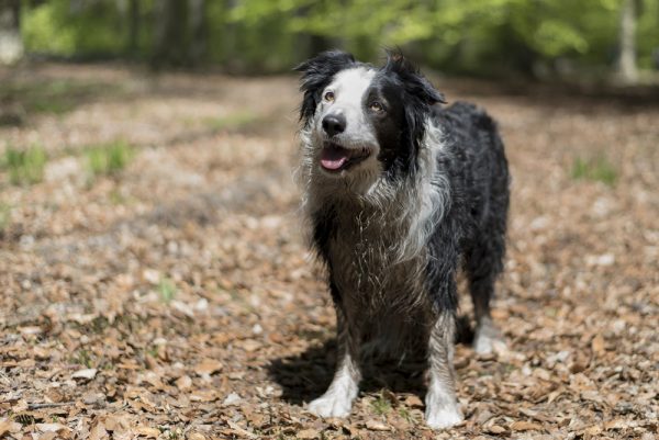 wet border collie dog in the woods