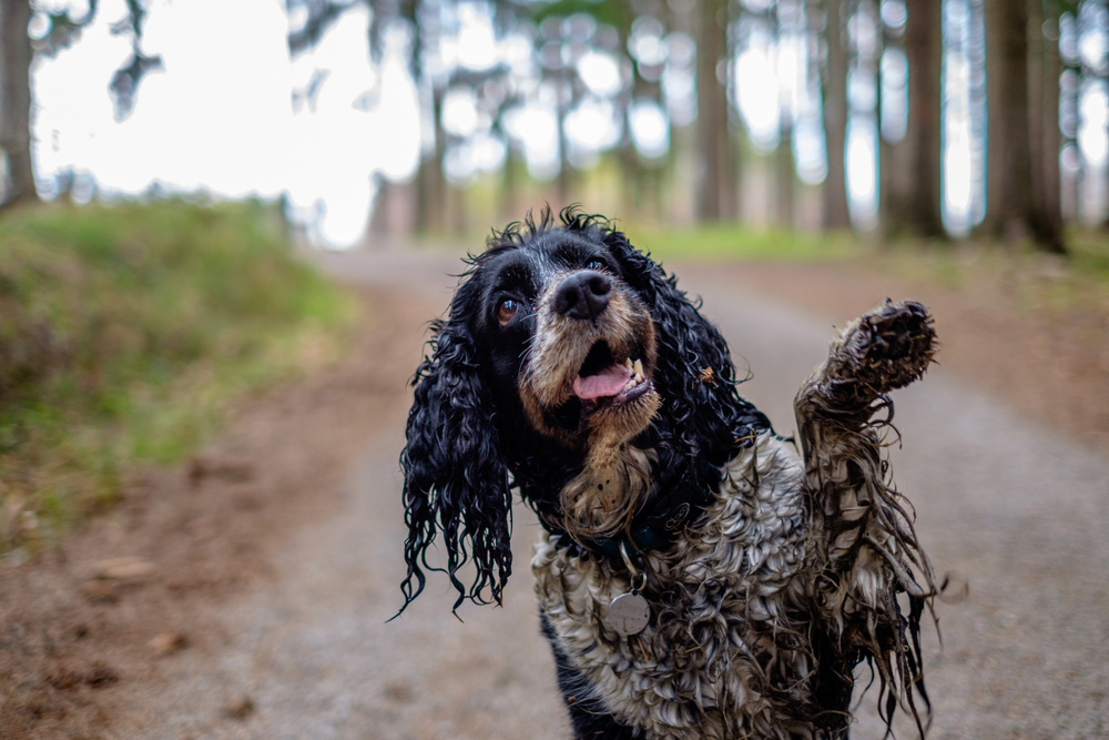 wet dog raising its paw