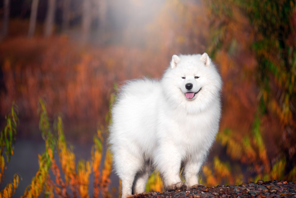 white Samoyed dog in a beautiful forest