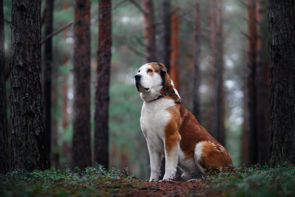 white and red Central Asian Shepherd or Alabai shepherd dog sitting in the forest