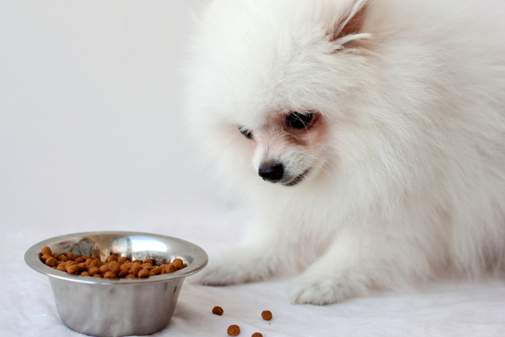white fluffy Pomeranian puppy sits near an iron bowl of dry food and eats the food with an appetite