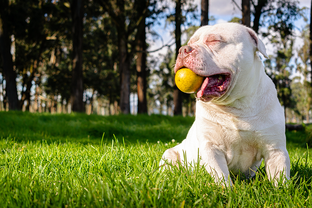 white pitbull playing with ball at the park