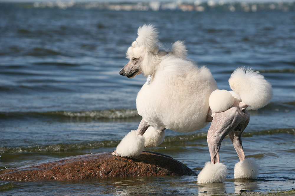 white Standard Poodle at the Beach