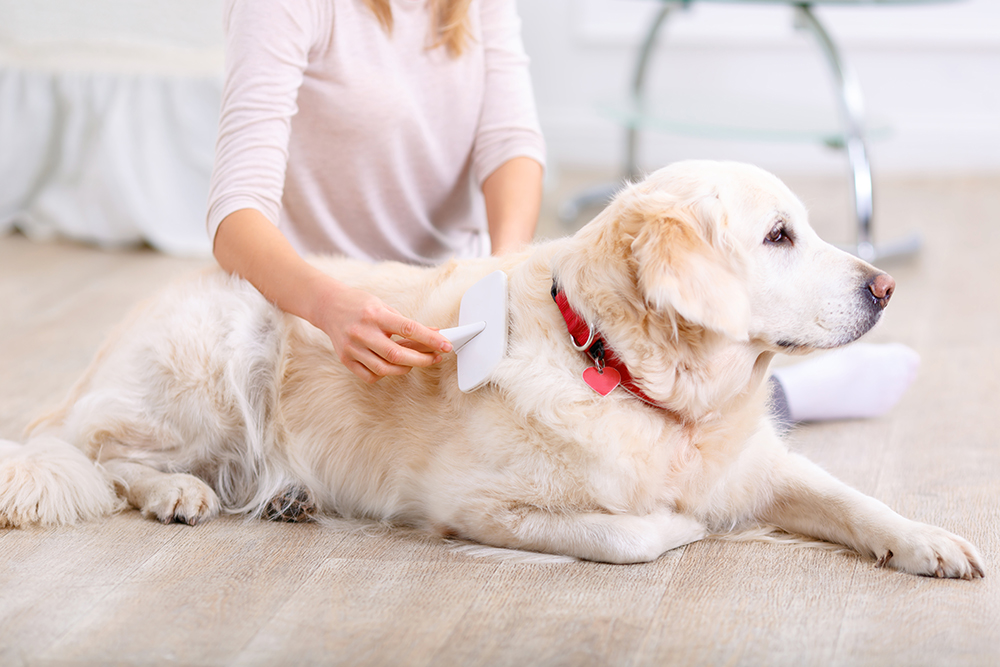 woman brushing the dog