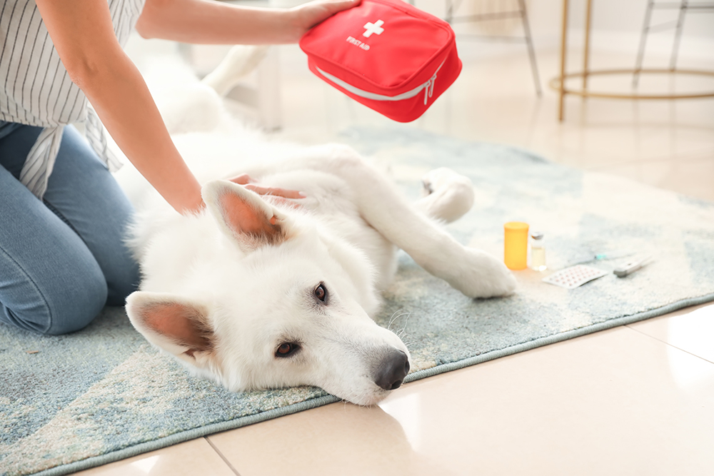 Woman doing first aid to her white dog at home