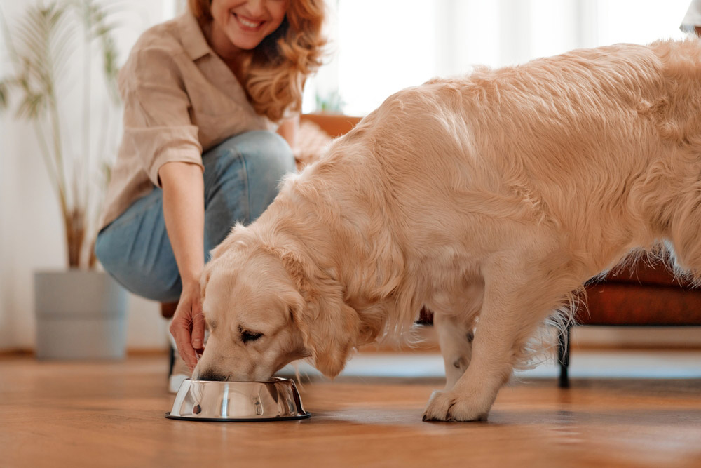 woman feeding her dog at home