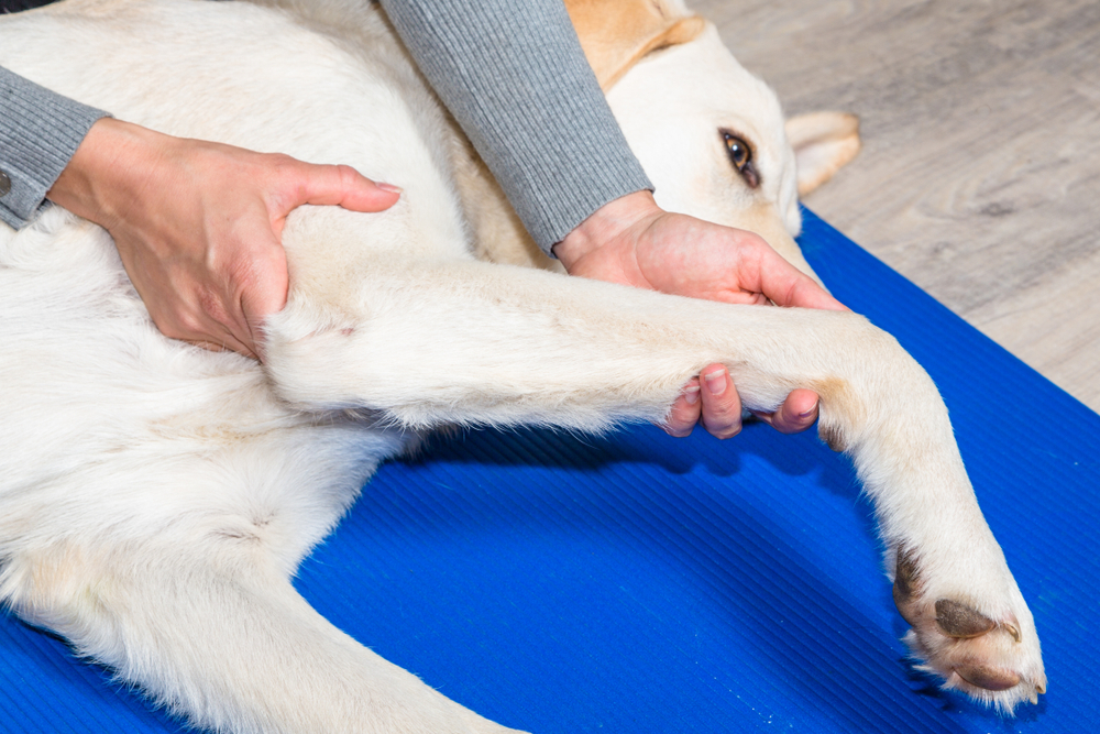 woman massaging dog's leg
